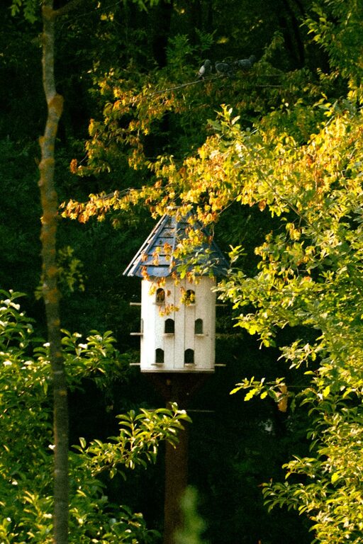 Beginner Tips for Backyard Birdwatching: A Guide to Enjoying Nature at Home